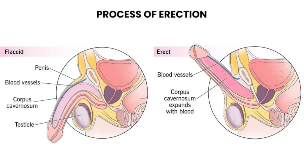 Process of erection to understand can workout supplements cause erectile dysfunction.