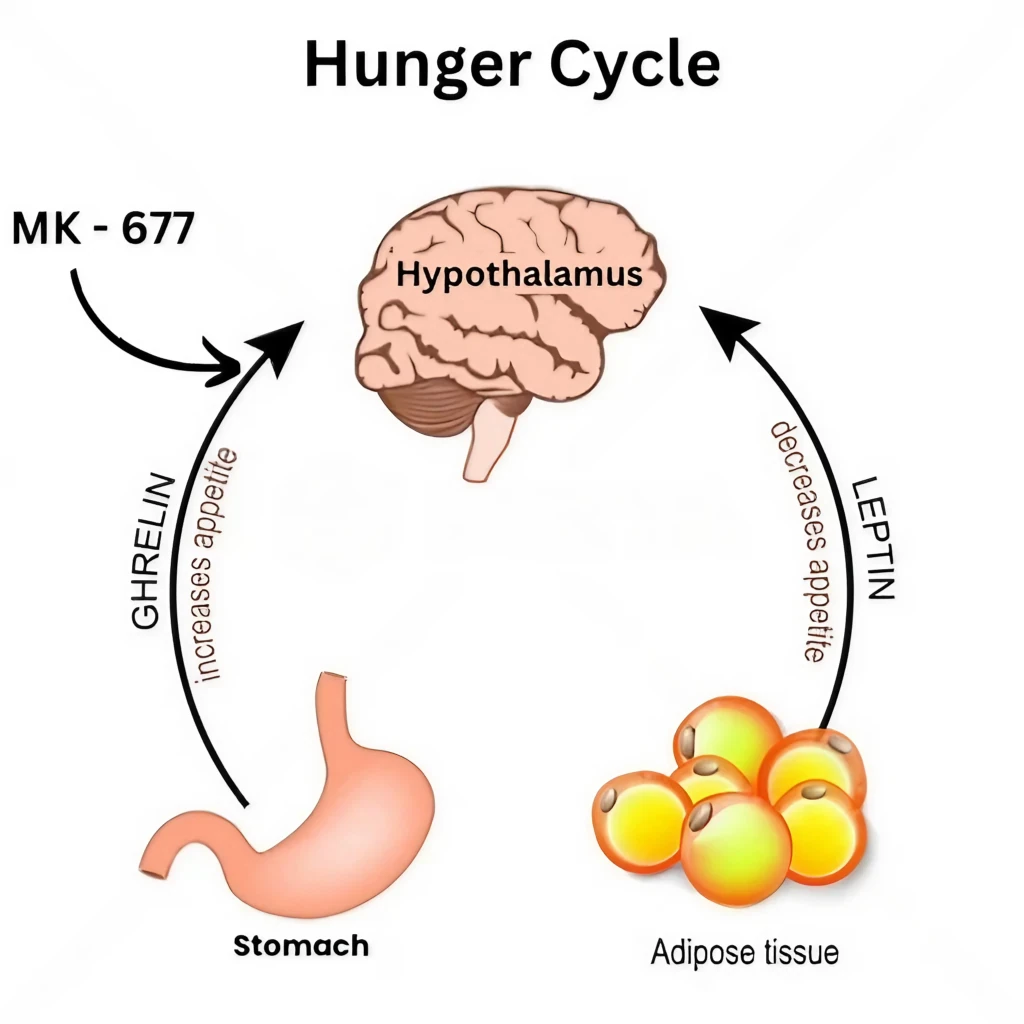 Hunger cycle of Ghrelin and leptin hormones that regulate appetite. Leptin is the satiety hormone, and Ghrelin is the hunger hormone, which acts on the Human brain, stomach and adipose tissue.